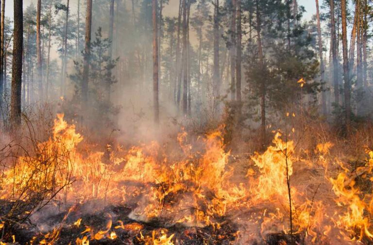 اندلاع الحرائق في الغابات