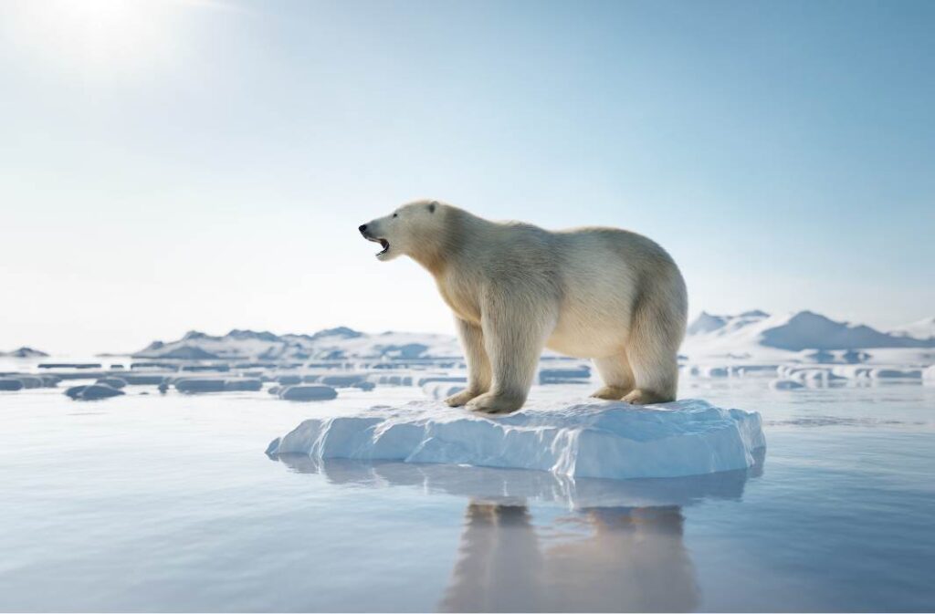 صورة لدب قطبي وسط تحذيرات من تأثير الاحترار العالمي على القطب الشمالي
