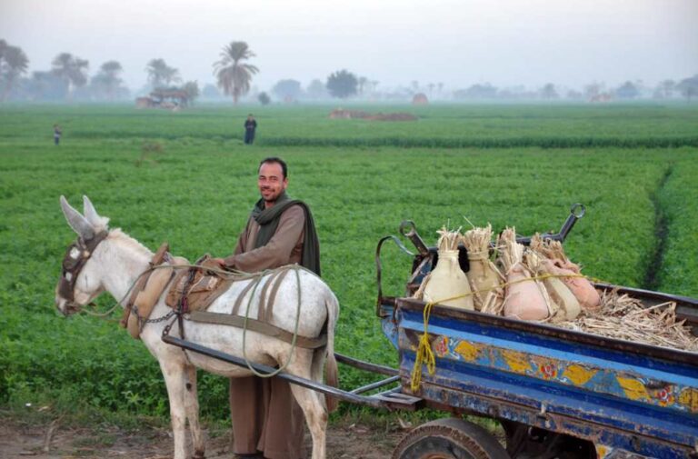 مزارعون في مصر