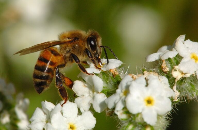 تغير المناخ تسبب بانخفاض النحل في أنحاء العالم المصدر: yandex
