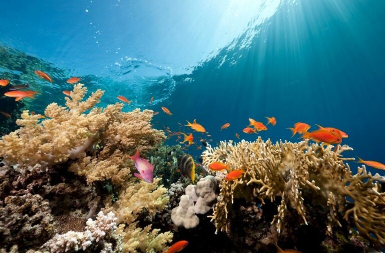 المحيطات في صميم أجندة مؤتمر COP30 للمناخ المحيطات في صميم أجندة مؤتمر COP30 للمناخ