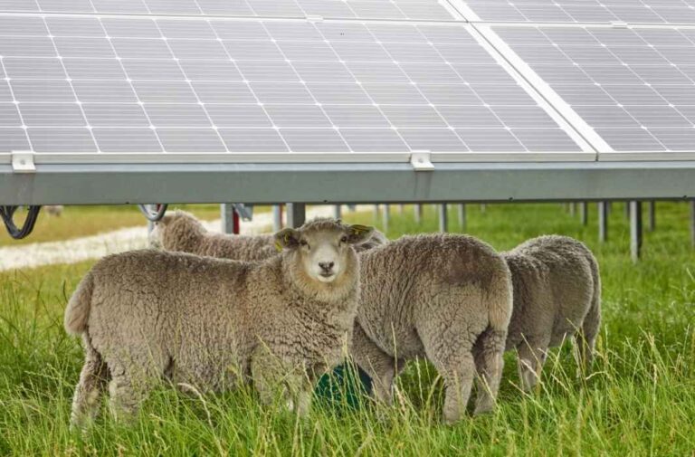 «الزراعة الشمسية»: نموذج اقتصادي مزدوج يحمي القطيع ويعزز كفاءة الطاقة في آن واحد