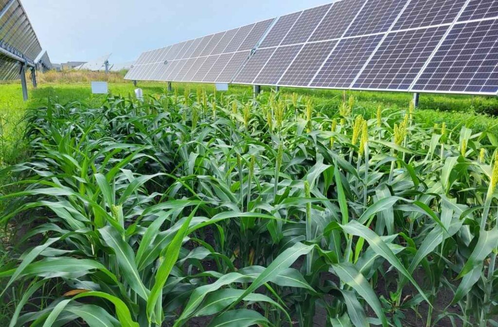 عكس التوقعات العلمية.. محصول استراتيجي يزدهر تحت الألواح الكهروضوئية ويتحدى العتمة