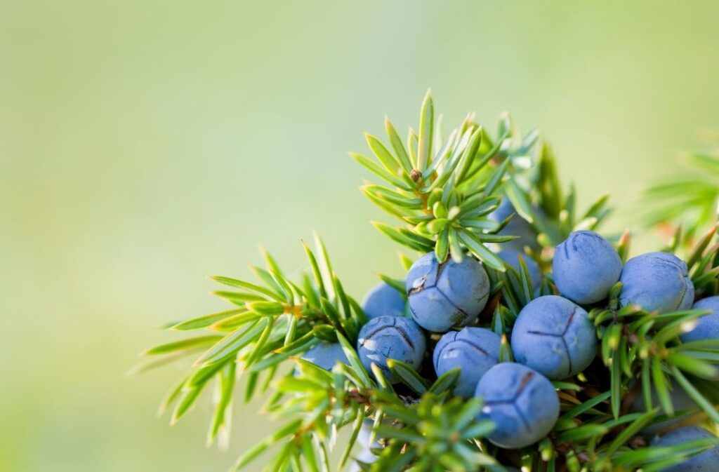 ثمار شجرة العرعر