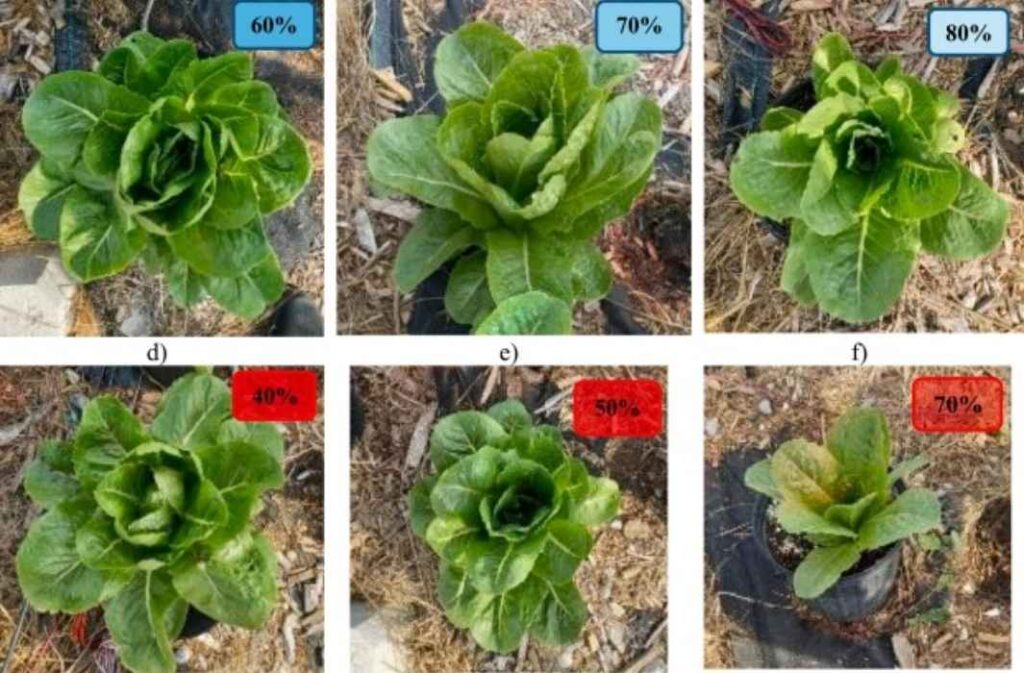 دراسة كندية: الأنظمة الكهروضوئية ترفع إنتاج الخس وتخفض الانبعاثات بملايين الأطنان