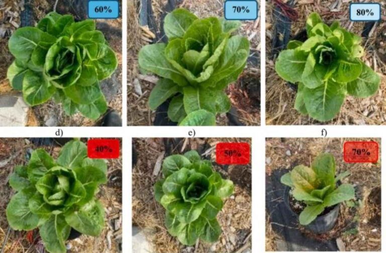 46 مليار دولار عوائد متوقعة.. كيف تضاعف الألواح الشمسية إنتاج الخس 4 مرات؟ دراسة كندية: الأنظمة الكهروضوئية ترفع إنتاج الخس وتخفض الانبعاثات بملايين الأطنان
